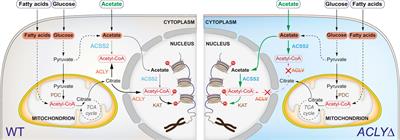 A Nutrient-Based Cellular Model to Characterize Acetylation-Dependent Protein-Protein Interactions